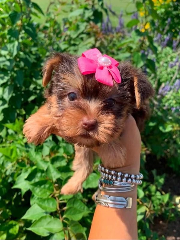 Molly, Yorkshire Terrier