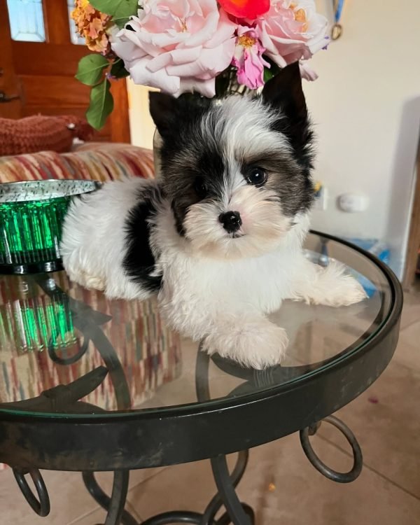 Nikki, Teacup Yorkie