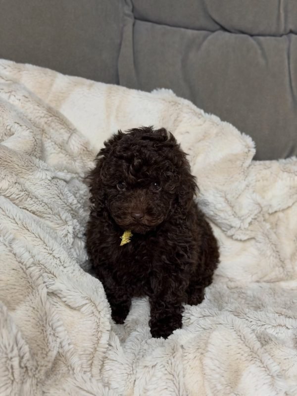 Zoey, Toy poodle