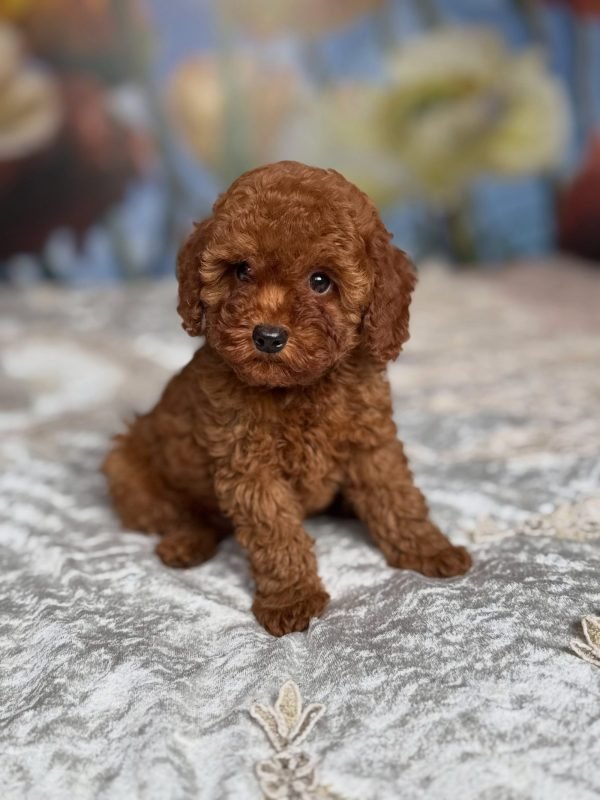 Darell, Poodle